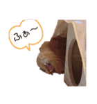 気まぐれもるちゃんの日常（個別スタンプ：3）