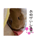 気まぐれもるちゃんの日常（個別スタンプ：6）