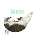 K＆U cats（個別スタンプ：1）