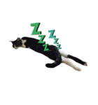 K＆U cats（個別スタンプ：4）