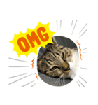 K＆U cats（個別スタンプ：5）