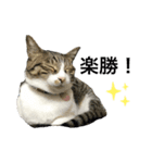 K＆U cats（個別スタンプ：6）