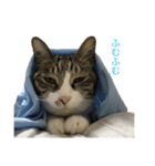 K＆U cats（個別スタンプ：7）