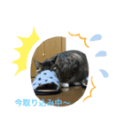 K＆U cats（個別スタンプ：8）