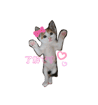 ごぼ天ちゃんすたんぷ①（個別スタンプ：1）