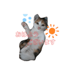 ごぼ天ちゃんすたんぷ①（個別スタンプ：2）