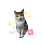 ごぼ天ちゃんすたんぷ①（個別スタンプ：8）