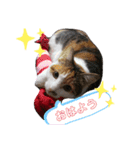 ごぼ天ちゃんすたんぷ①（個別スタンプ：10）