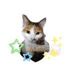 ごぼ天ちゃんすたんぷ①（個別スタンプ：12）