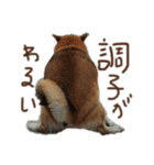 AyaMatsuura（個別スタンプ：1）