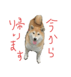 AyaMatsuura（個別スタンプ：2）
