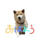 AyaMatsuura（個別スタンプ：3）