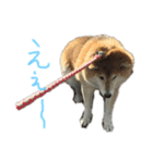 AyaMatsuura（個別スタンプ：4）