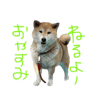 AyaMatsuura（個別スタンプ：5）