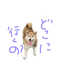 AyaMatsuura（個別スタンプ：6）