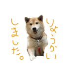 AyaMatsuura（個別スタンプ：7）