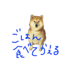 AyaMatsuura（個別スタンプ：8）
