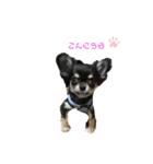 関西犬あめやん（個別スタンプ：1）