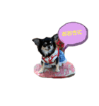 関西犬あめやん（個別スタンプ：3）