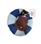 関西犬あめやん（個別スタンプ：4）