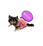 関西犬あめやん（個別スタンプ：6）
