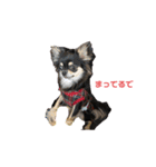 関西犬あめやん（個別スタンプ：7）
