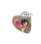 関西犬あめやん（個別スタンプ：9）