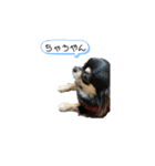 関西犬あめやん（個別スタンプ：10）