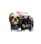 関西犬あめやん（個別スタンプ：11）