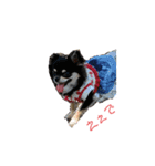 関西犬あめやん（個別スタンプ：12）