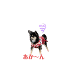 関西犬あめやん（個別スタンプ：13）