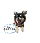 関西犬あめやん（個別スタンプ：14）