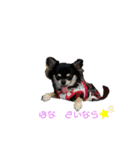 関西犬あめやん（個別スタンプ：15）