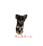 関西犬あめやん（個別スタンプ：16）