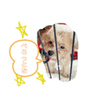 コロモ①（個別スタンプ：5）