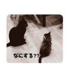 おしゃれネコの日常（個別スタンプ：7）