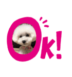 みるくのすたんぷ。（個別スタンプ：1）