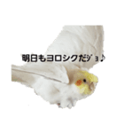 オカメインコとラグドール時々わんこ（個別スタンプ：1）