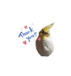 オカメインコとラグドール時々わんこ（個別スタンプ：2）