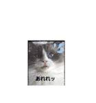 オカメインコとラグドール時々わんこ（個別スタンプ：6）