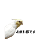 オカメインコとラグドール時々わんこ（個別スタンプ：7）