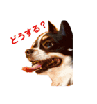 ショコラ ＆ マカロン（個別スタンプ：1）
