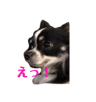 ショコラ ＆ マカロン（個別スタンプ：4）