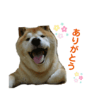 だいすき風ちゃん（個別スタンプ：3）