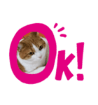 うめちゃ .3（個別スタンプ：1）