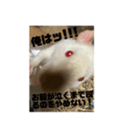 可愛げがないファンシーラット 第2弾（個別スタンプ：1）