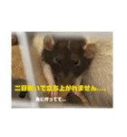 可愛げがないファンシーラット 第2弾（個別スタンプ：6）