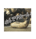 動物とあそぼう！（個別スタンプ：1）