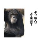 動物とあそぼう！（個別スタンプ：3）
