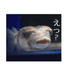 動物とあそぼう！（個別スタンプ：4）